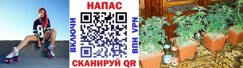 где купить наркоту Приморско-Ахтарск Шишки марихуана Amnesia